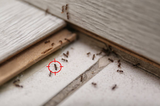 Best Ant Control Services  in Carbon Hill, AL